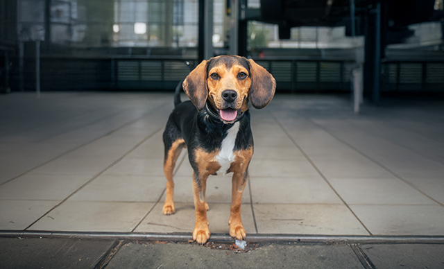 Arlo (Hund von Yves)